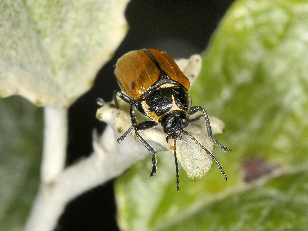 Cryptocephalus variegatus, Chrysomelidae